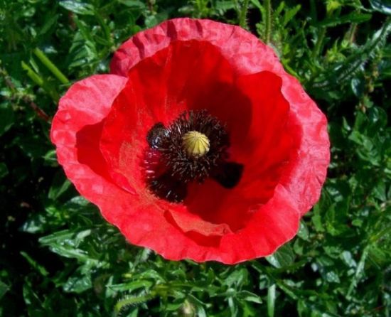 corn poppy